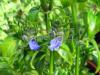 Rungia klosii - houbová bylinka