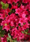 Azalea japonica 'Ima-Shojo' - azalka japonská