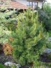 Pinus cembra 'Nana' - zakrslá borovice limba