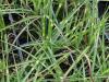 Miscanthus sinensis 'Little Zebra' - ozdobnice čínská