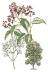 Ligustrum lucidum - ptačí zob lesklý (KNIŽNÍKLUB)