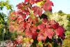 Acer rubrum 'Brandy Wine' - javor červený