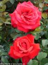 Rosa 'Grande Amore'® - růže keřová