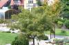 Acer palmatum 'Red Pygmy' - javor dlanitolistý