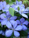 Clematis  'Mrs. Cholmondeley' - plamének