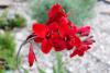 Crocosmia 'Hellfire' - montbrécie
