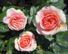 Rosa 'Chippendale'® - růže keřová