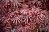 Acer palmatum 'Ttrompenburg' - javor dlanitolistý