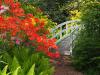 Rododendrony - doprovodné rostliny (PIXABAY)