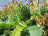 Datura stramonium - durman obecný (PIXABAY)
