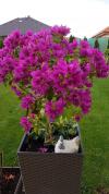 Bugenvilea - pěstování na kmínku