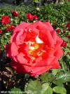 Rosa 'Kleopatra' - růže keřová