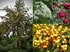 Sorbus - jeřáb