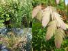 Chasmanthium latifolium - plochoklasec širolistý
