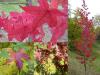 Liquidambar styraciflua - ambroň západní