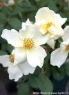 Rosa 'Kew Gardens'' - růže keřová