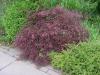 Acer palmatum 'Dissectum Nigrum' - javor dlanitolistý