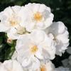 Rosa 'Innocencia' - růže polyantka (KORDES ROSEN)