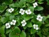 Cornus canadensis - svída kanadská