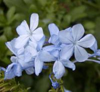 Plumbago auriculata - olověnec ouškatý 