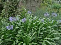 Agapanthus - kalokvět