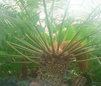 Cycas circinalis - cykas indický (FLORA OLOMOUC)
