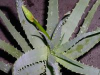 Aloe arborescens - aloe