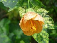 Abutilon striatum - podslunečník pruhovaný