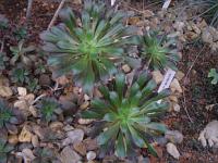 Sukulenty - růžicovka (Aeonium)