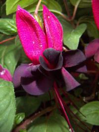 Fuchsia x hybrida 'Blacky' - fuchsie, čílko
