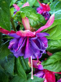 Fuchsia x hybrida 'Gillian Anthea' - fuchsie, čílko
