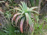 Sukulenty: Aloe
