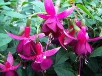 Fuchsia x hybrida 'President Georgie Bartlett' - fuchsie, čílko