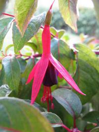 Fuchsia magellanica 'Corallina' - fuchsie, čílko
