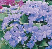 Pericallis x hybrida 'Royalty Mix' - cinerárie zahradní (READERS DIGEST VÝBĚR)