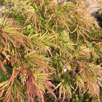 Acer palmatum 'Seiryú' - javor dlanitolistý
