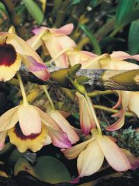 Dendrobium nobile - stromobytec vznešený (READERS DIGEST VÝBĚR)