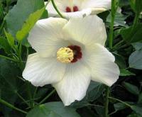 Hibiscus rosa - sinensis 'Cairo' - čínská růže, ibišek pokojový