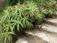 Aloe arborescens - aloe stromovitá
