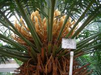 Cycas circinalis - cykas indický