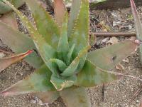 Aloe vera - aloe pravá