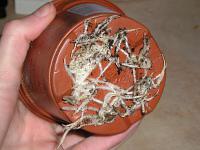 Přesazování pokojových rostlin (TIP ZC CS)