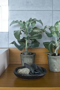 Přesazování pokojových rostlin: Kalanchoe beharensis (TIP ZC CS)