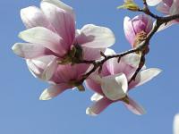 Jaro již zavonělo: Magnolia - šácholan