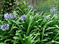 Velké rostliny na terase: Agapanthus - kalokvět