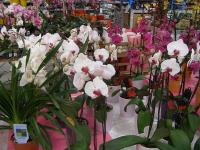 Phalaenopsis - můrovec