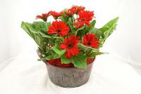 Gerbera - gerbera  (TIP ZC CS)