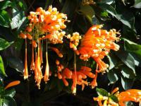 Pyrostegia venusta - pyrostegia (FOREST AND KIM STARR)