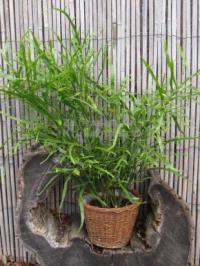 Homalocladium platycladum - homalocladium