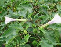 Datura stramonium - durman obecný